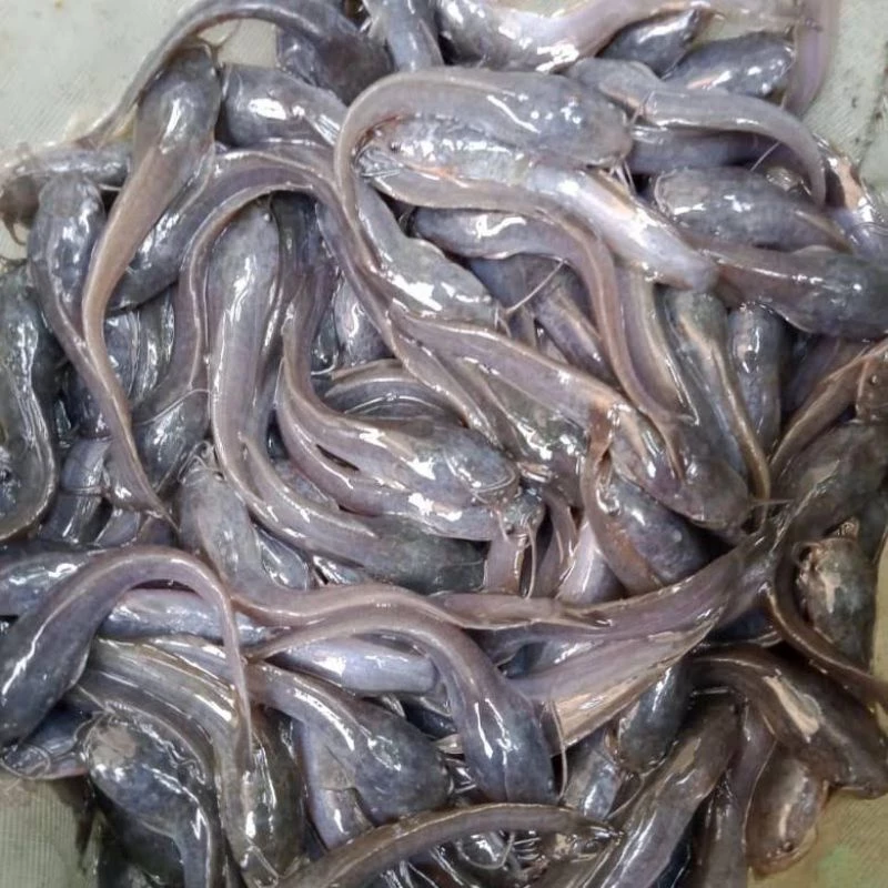 Tempat Pakan Ayam Otomatis Bell Feeder Unggas Kapasitas 10 Kg Anti Tumpah Peternakan