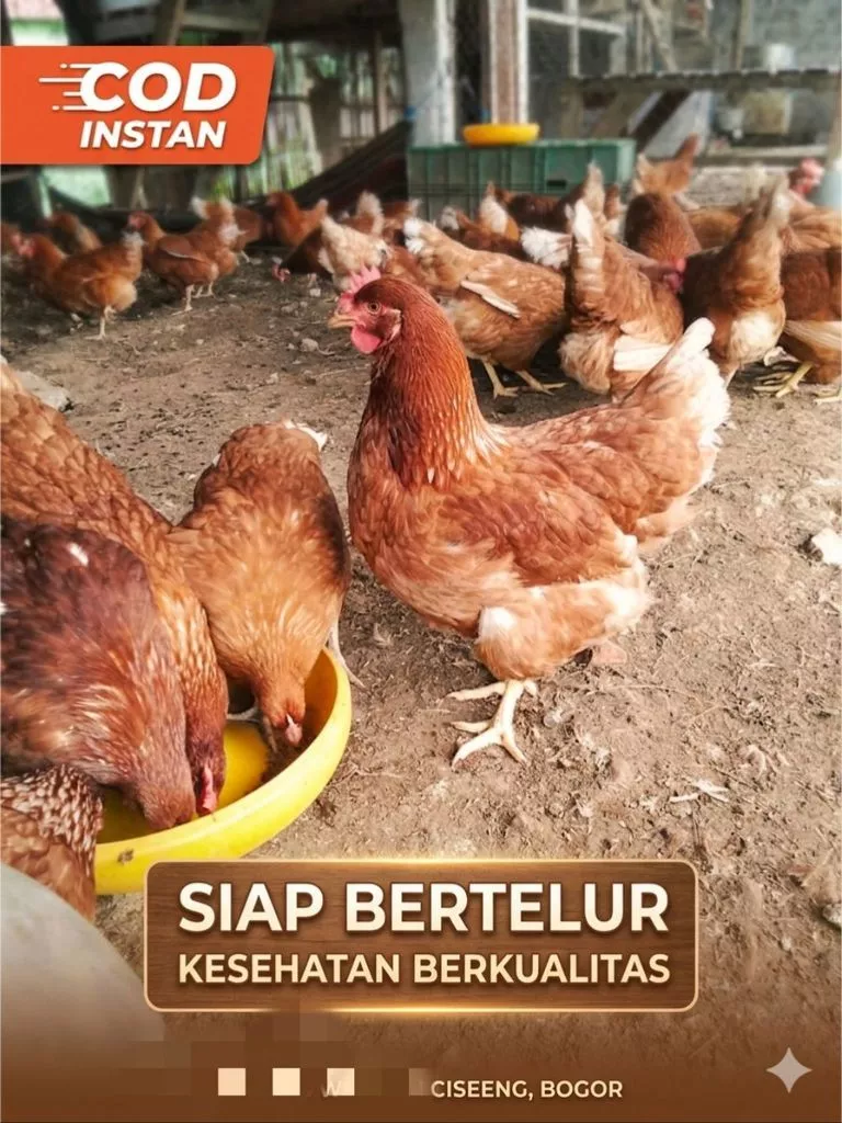 Timbangan Gantung Digital Crane Scale 300 Kg Timbangan Pakan & Ternak Kambing Domba